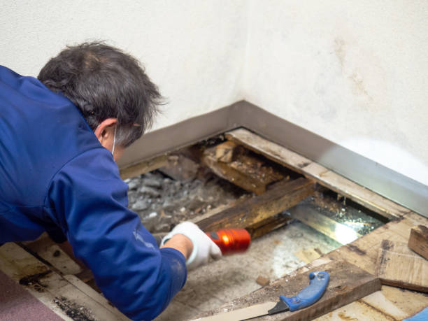 Best Mold Damage Repair  in Berwick, PA