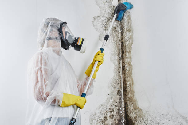 Best Toxic Mold Removal  in Berwick, PA