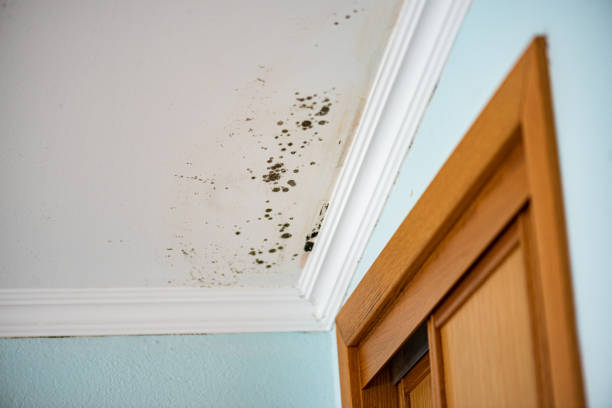 Best Certified Mold Removal  in Berwick, PA