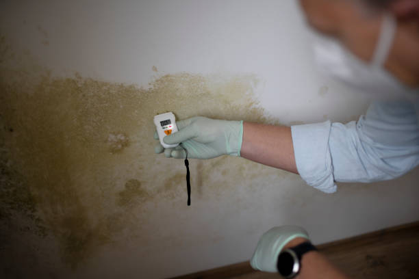 Best Office Mold Removal Services  in Berwick, PA