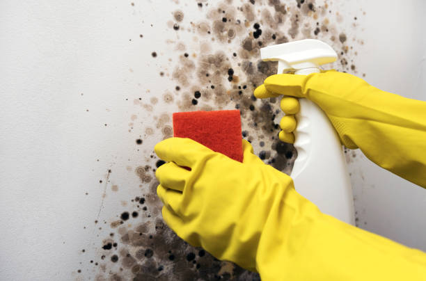 Best Crawl Space Mold Removal  in Berwick, PA