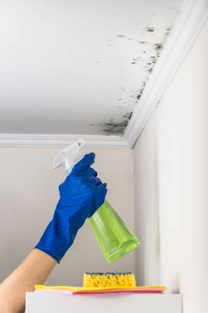 Best Commercial Mold Removal  in Berwick, PA