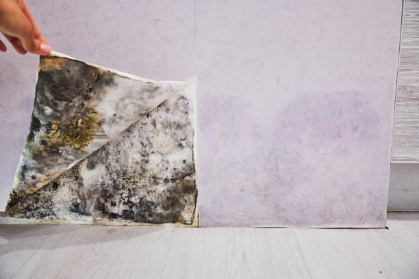 Best Crawl Space Mold Removal  in Berwick, PA